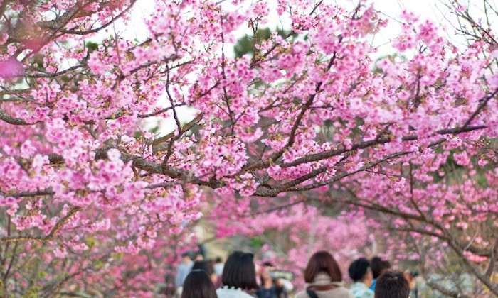 1 Day Sakura Experience in Northern Okinawa